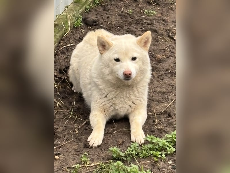 Shelby, geboren 22.08.2023, 36cm sucht sicheren Hafen