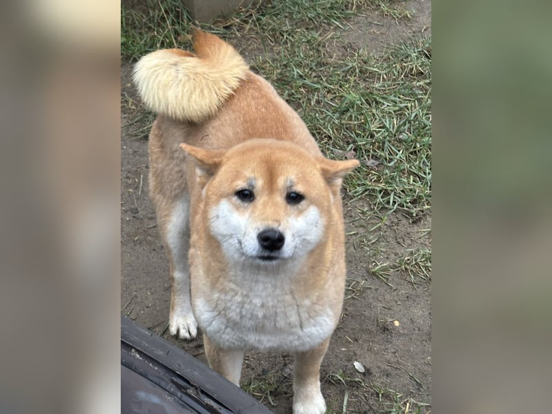 Sassy, geboren 22.08.2023, 38cm sucht Geborgenheit