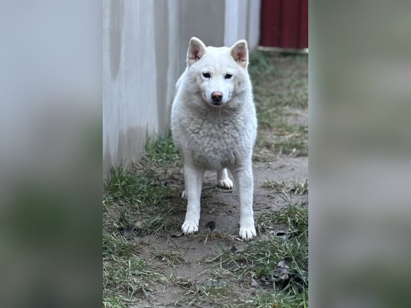 Snow, geboren 22.08.2023, 38cm sucht liebevolles Zuhause