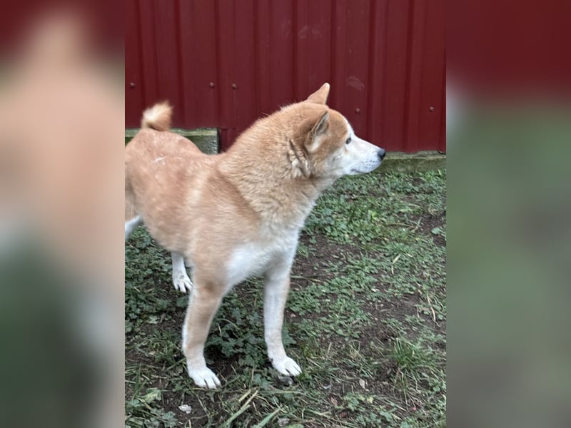 Soma, geboren 28.04.2021, 43cm sucht seine Menschen