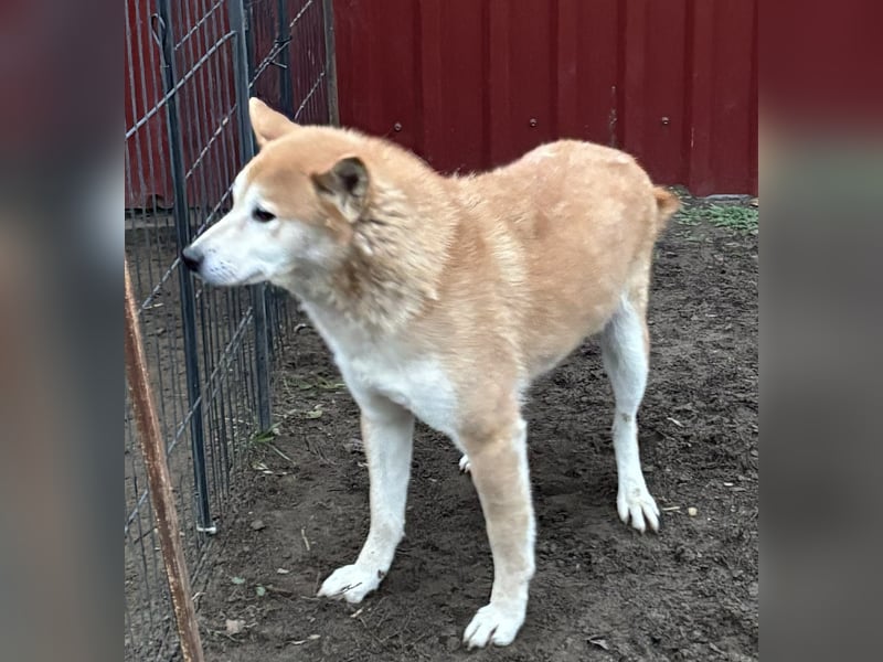 Soma, geboren 28.04.2021, 43cm sucht seine Menschen