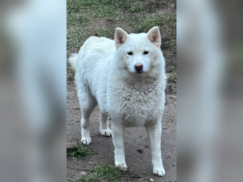 Snow, geboren 22.08.2023, 38cm sucht liebevolles Zuhause