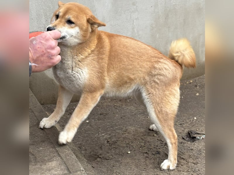 Sassy, geboren 22.08.2023, 38cm sucht Geborgenheit