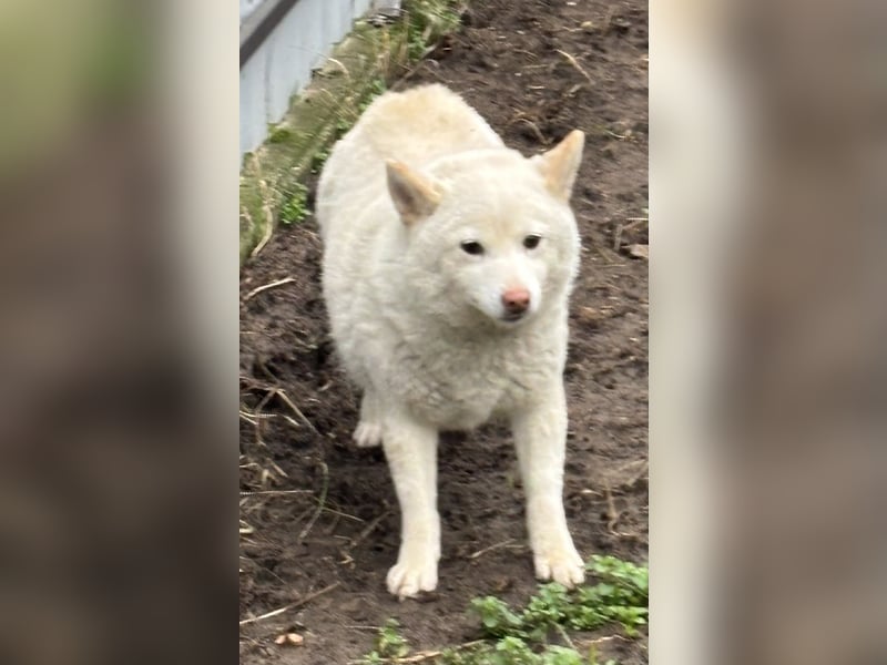 Shelby, geboren 22.08.2023, 36cm sucht sicheren Hafen