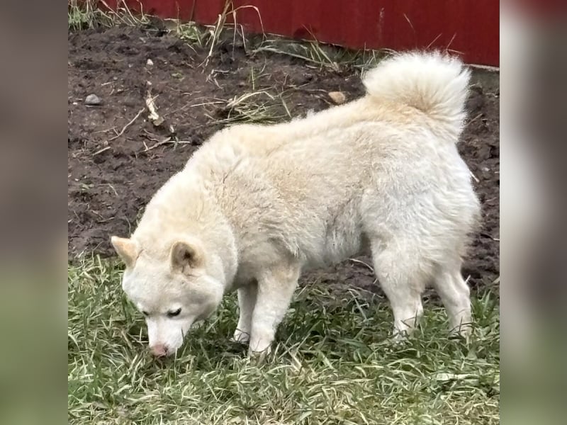 Shelby, geboren 22.08.2023, 36cm sucht sicheren Hafen