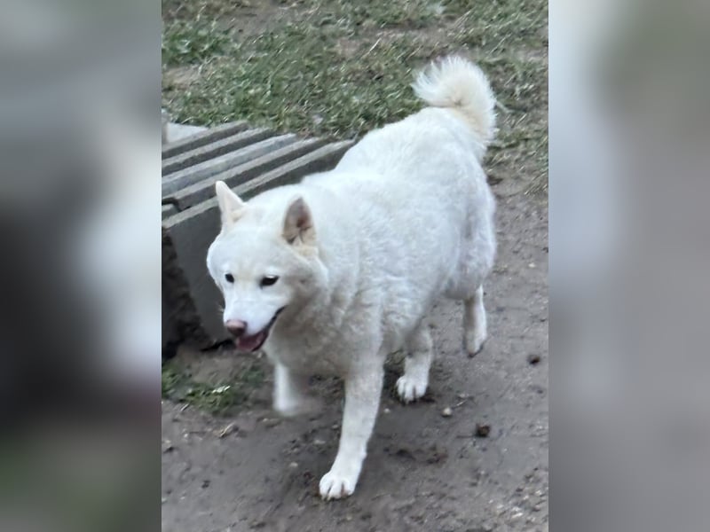 Snow, geboren 22.08.2023, 38cm sucht liebevolles Zuhause