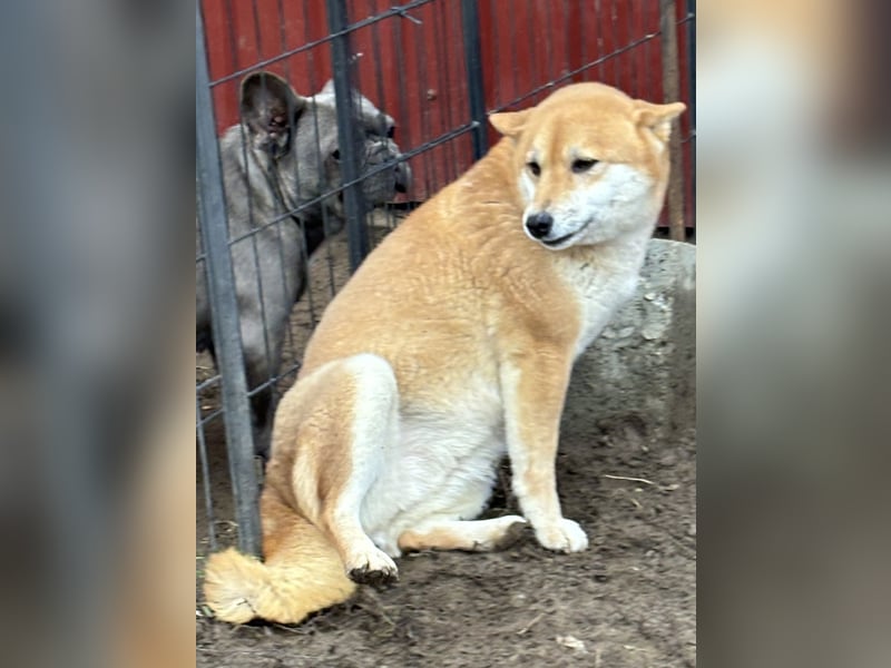 Sassy, geboren 22.08.2023, 38cm sucht Geborgenheit