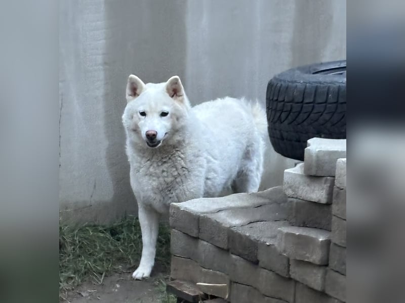 Snow, geboren 22.08.2023, 38cm sucht liebevolles Zuhause