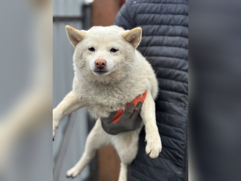 Shelby, geboren 22.08.2023, 36cm sucht sicheren Hafen