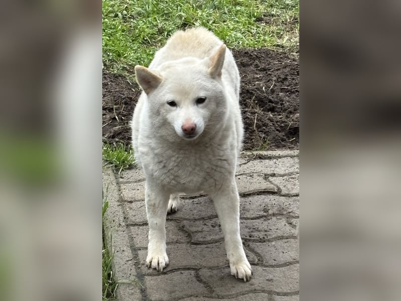 Shelby, geboren 22.08.2023, 36cm sucht sicheren Hafen