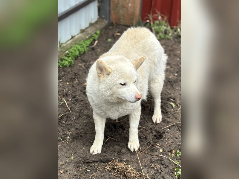 Shelby, geboren 22.08.2023, 36cm sucht sicheren Hafen