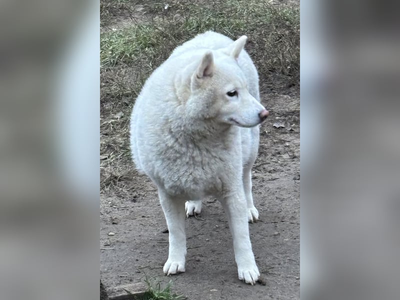 Snow, geboren 22.08.2023, 38cm sucht liebevolles Zuhause
