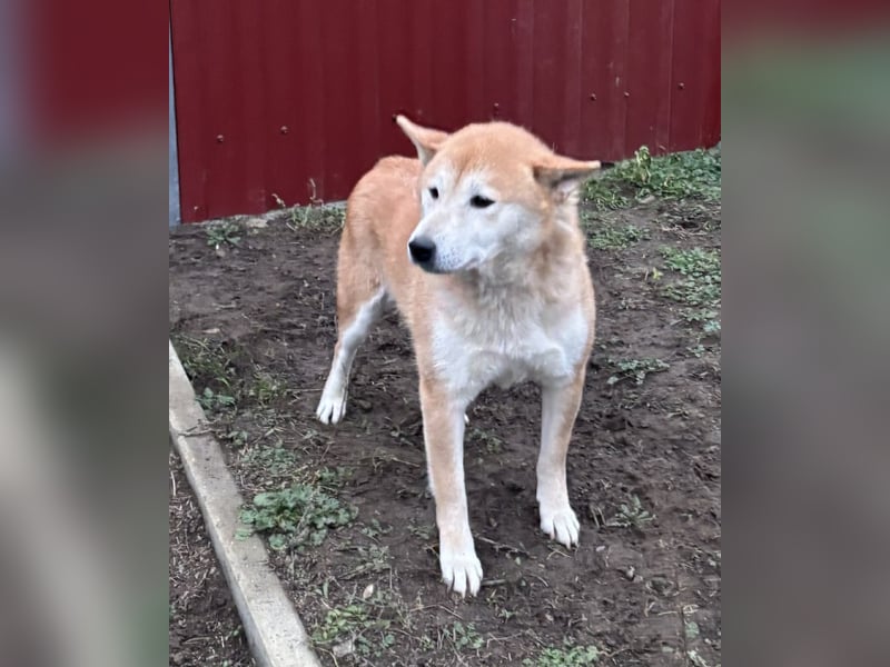 Soma, geboren 28.04.2021, 43cm sucht seine Menschen