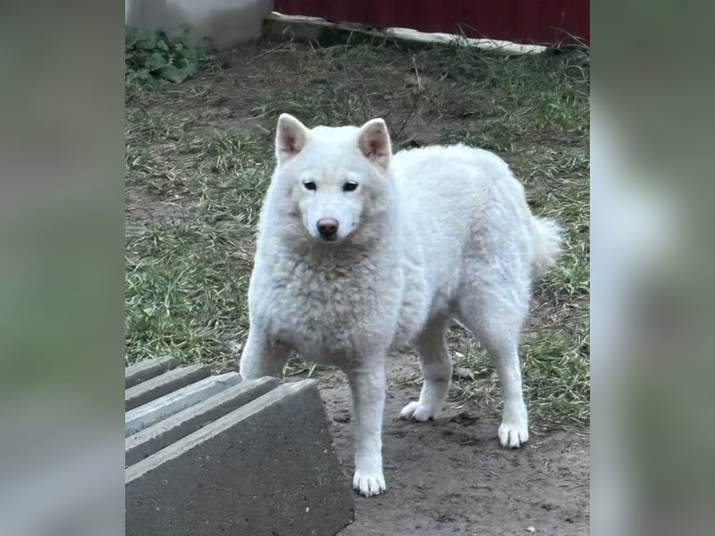 Snow, geboren 22.08.2023, 38cm sucht liebevolles Zuhause