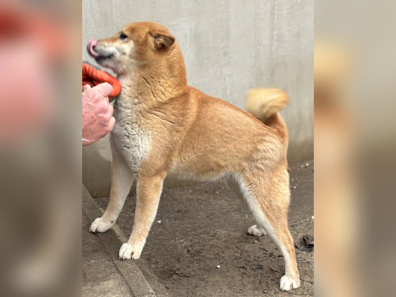 Sassy, geboren 22.08.2023, 38cm sucht Geborgenheit