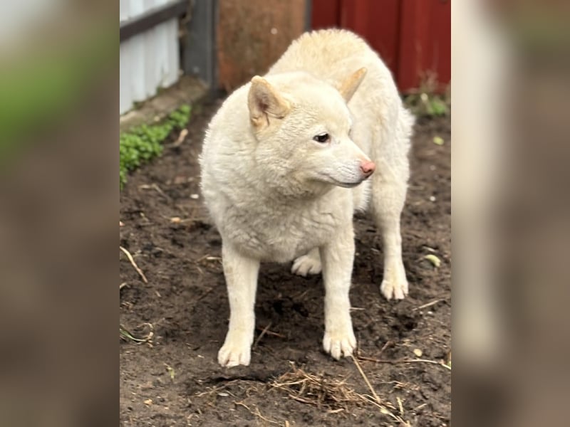 Shelby, geboren 22.08.2023, 36cm sucht sicheren Hafen