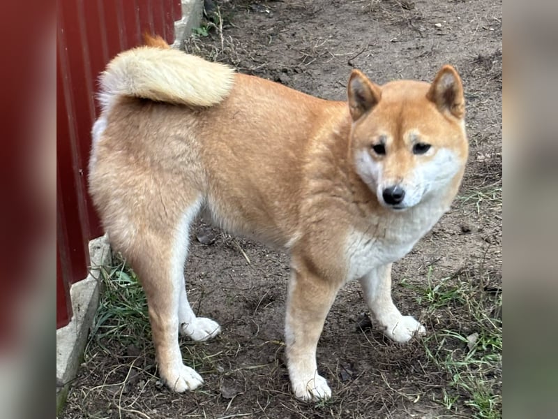 Sassy, geboren 22.08.2023, 38cm sucht Geborgenheit