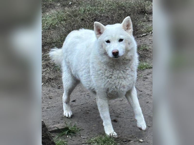 Snow, geboren 22.08.2023, 38cm sucht liebevolles Zuhause