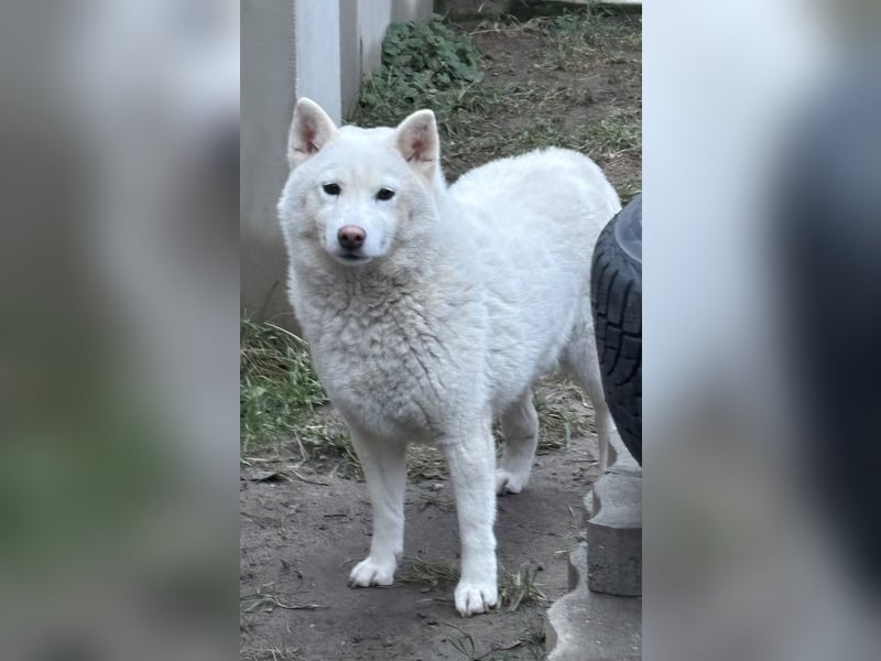 Snow, geboren 22.08.2023, 38cm sucht liebevolles Zuhause