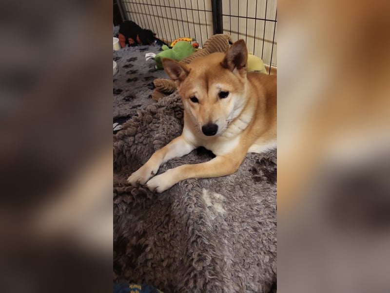 WILLOW - die sanfte Hündin sucht ein liebevolles Zuhause bei einfühlsamen Menschen