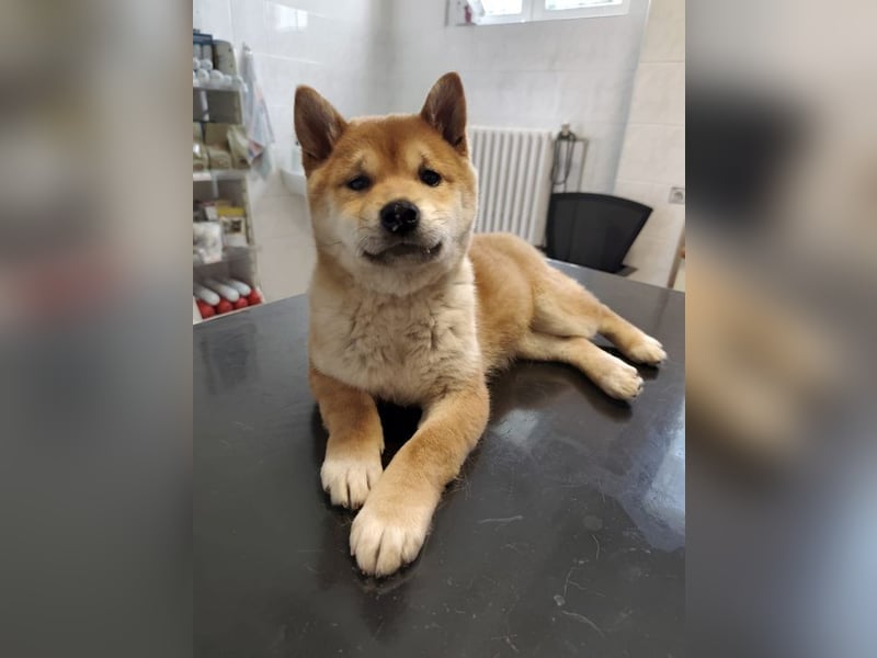 WILLOW - die sanfte Hündin sucht ein liebevolles Zuhause bei einfühlsamen Menschen