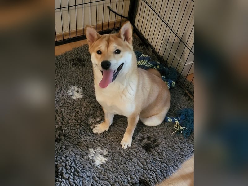 WILLOW - die sanfte Hündin sucht ein liebevolles Zuhause bei einfühlsamen Menschen