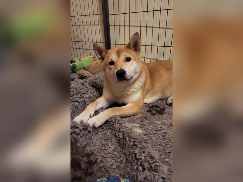 WILLOW - die sanfte Hündin sucht ein liebevolles Zuhause bei einfühlsamen Menschen
