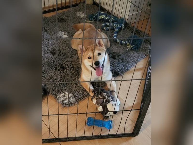 WILLOW - die sanfte Hündin sucht ein liebevolles Zuhause bei einfühlsamen Menschen