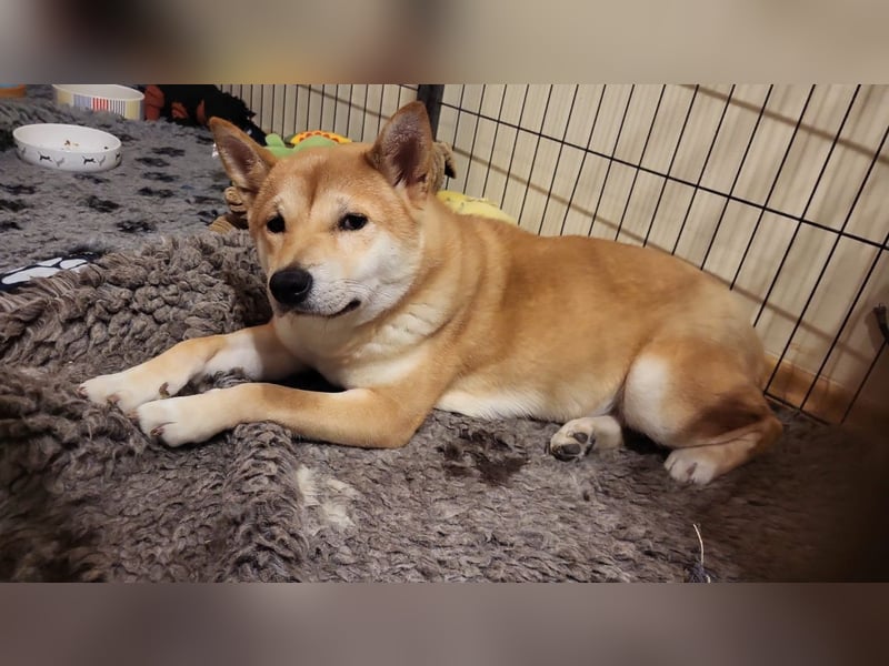 WILLOW - die sanfte Hündin sucht ein liebevolles Zuhause bei einfühlsamen Menschen