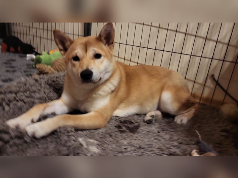 WILLOW - die sanfte Hündin sucht ein liebevolles Zuhause bei einfühlsamen Menschen