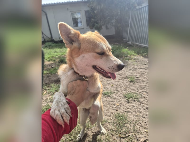 Unser Shiba -inu-mixhündin Filly sucht ein Zuhause 1 J ca 40 cm groß
