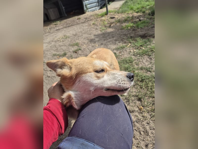 Unser Shiba -inu-mixhündin Filly sucht ein Zuhause 1 J ca 40 cm groß