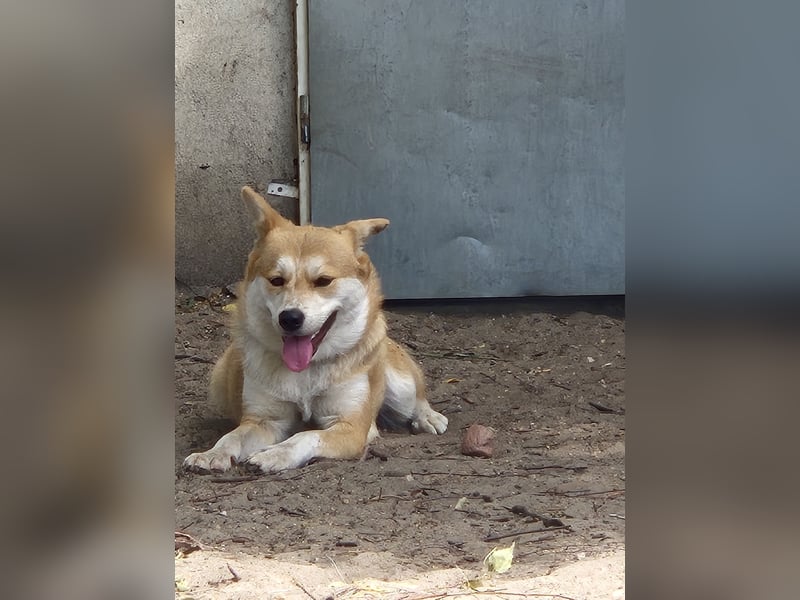 Unser Shiba -inu-mixhündin Filly sucht ein Zuhause 1 J ca 40 cm groß