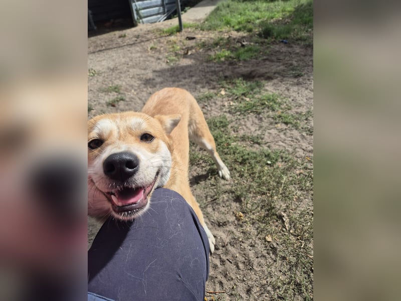 Unser Shiba -inu-mixhündin Filly sucht ein Zuhause 1 J ca 40 cm groß
