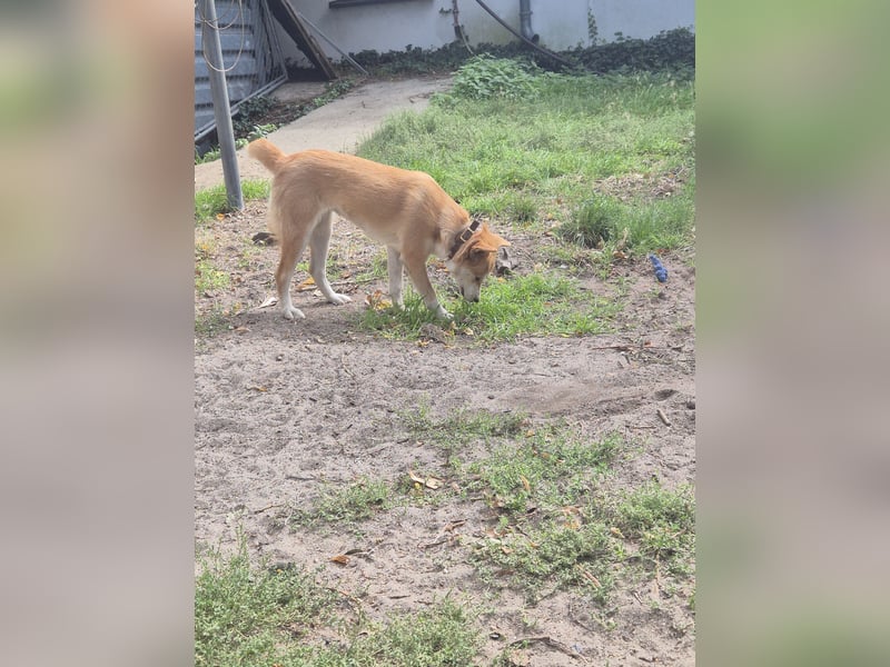 Unser Shiba -inu-mixhündin Filly sucht ein Zuhause 1 J ca 40 cm groß