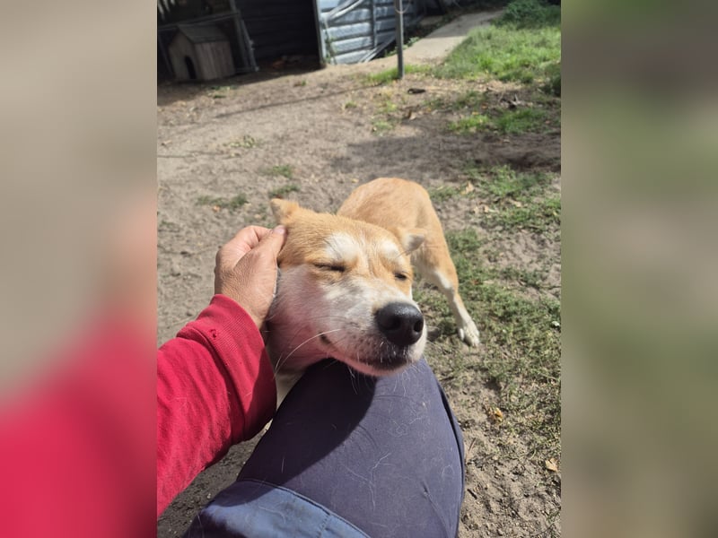 Unser Shiba -inu-mixhündin Filly sucht ein Zuhause 1 J ca 40 cm groß