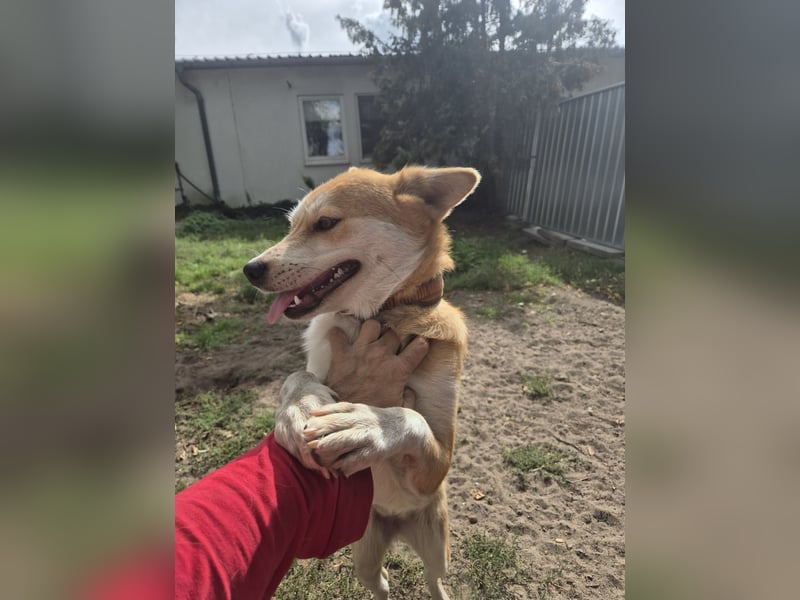 Unser Shiba -inu-mixhündin Filly sucht ein Zuhause 1 J ca 40 cm groß