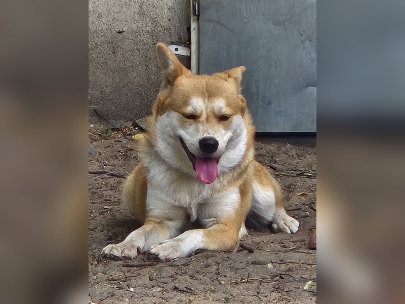 Unser Shiba -inu-mixhündin Filly sucht ein Zuhause 1 J ca 40 cm groß
