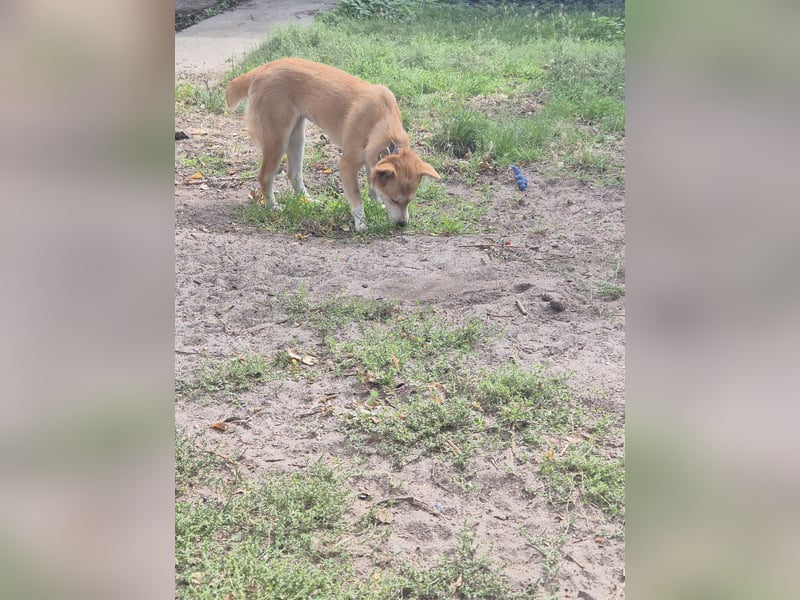 Unser Shiba -inu-mixhündin Filly sucht ein Zuhause 1 J ca 40 cm groß