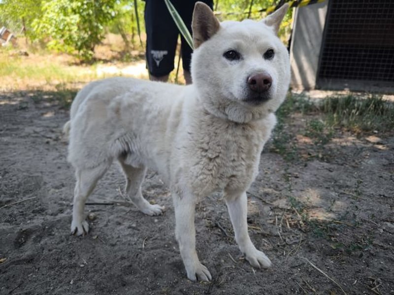 Hachi, sanfter Traumhund, ca. 10 Jahre, ca. 37 cm, ca. 11 kg