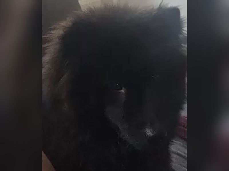 Pom-shi Hündin sucht ein Zuhause