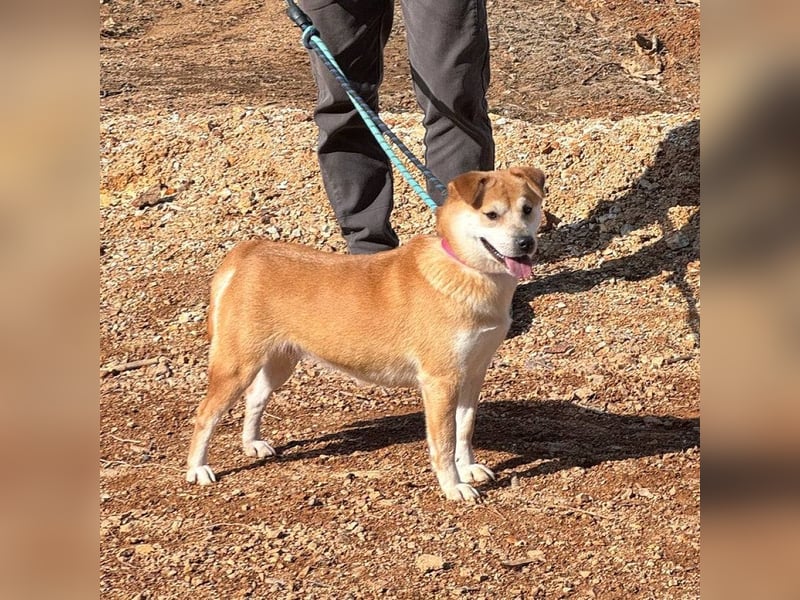 Lilac, zauberhaftes Shiba-Mix Mädchen
