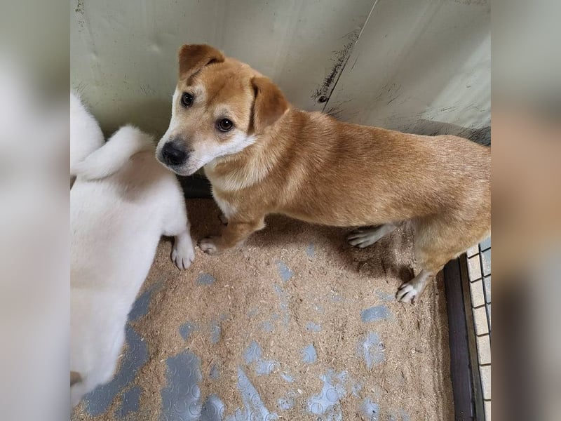 Lilac, zauberhaftes Shiba-Mix Mädchen