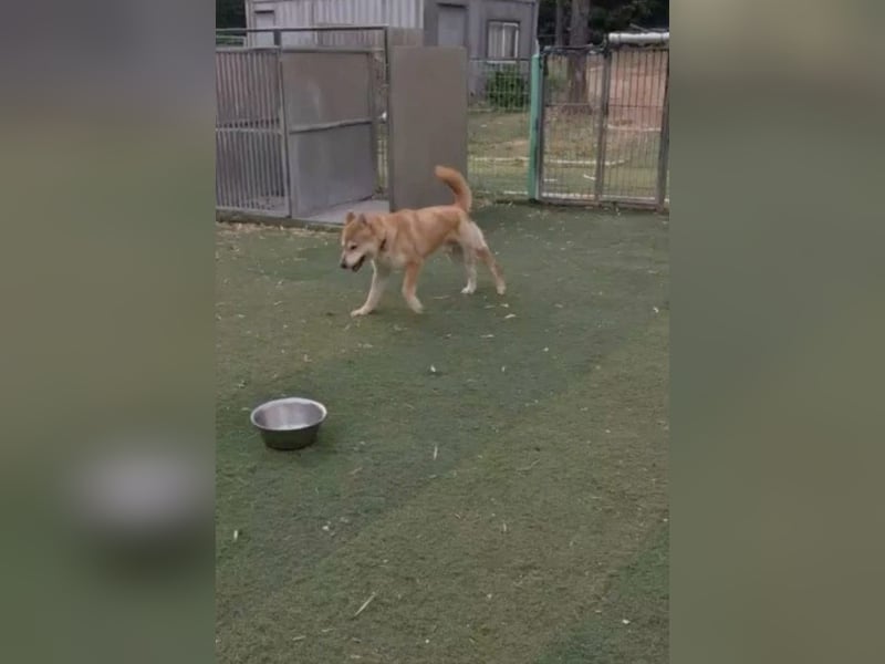 aufgeweckter sozialer Shiba Inu Rüde kastriert, sucht seine Menschen