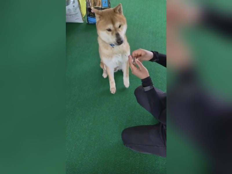 aufgeweckter sozialer Shiba Inu Rüde kastriert, sucht seine Menschen