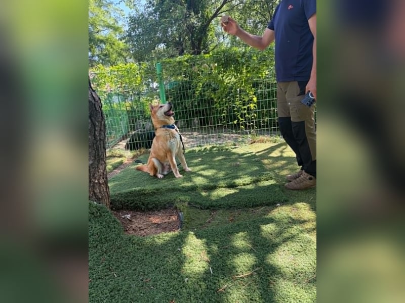 aufgeweckter sozialer Shiba Inu Rüde kastriert, sucht seine Menschen