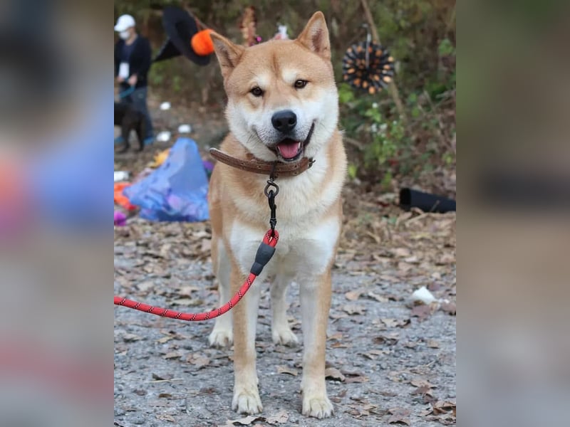 aufgeweckter sozialer Shiba Inu Rüde kastriert, sucht seine Menschen