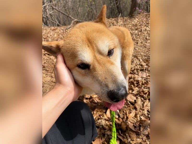 aufgeweckter sozialer Shiba Inu Rüde kastriert, sucht seine Menschen