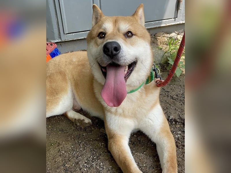 aufgeweckter sozialer Shiba Inu Rüde kastriert, sucht seine Menschen