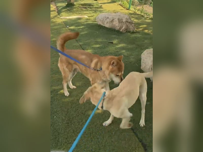 aufgeweckter sozialer Shiba Inu Rüde kastriert, sucht seine Menschen